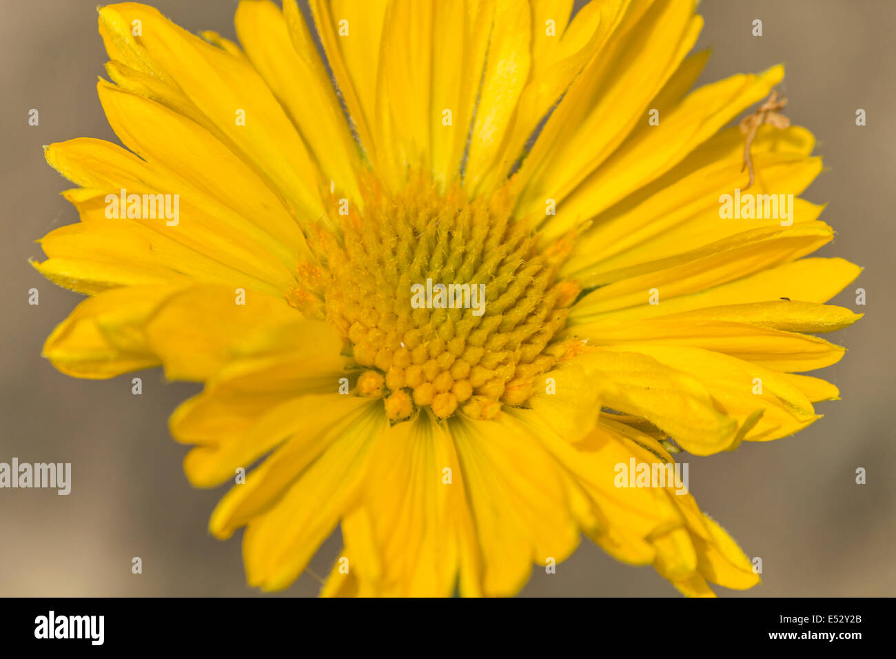 Macro di un fiore giallo in fiore in una giornata di sole Foto Stock