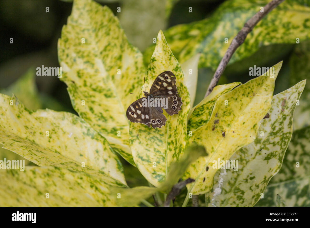 Farfalla in appoggio su una foglia in una giornata di sole Foto Stock