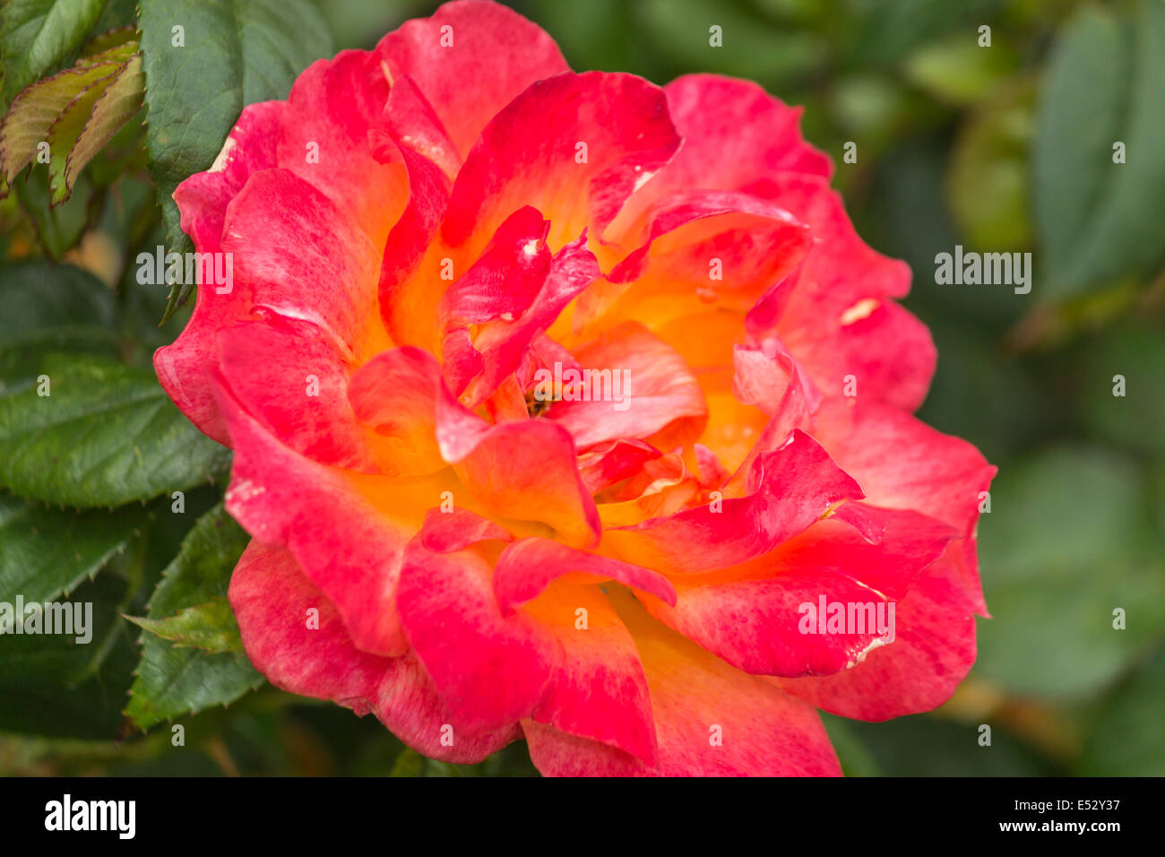 Macro di un fiore in una giornata di sole Foto Stock