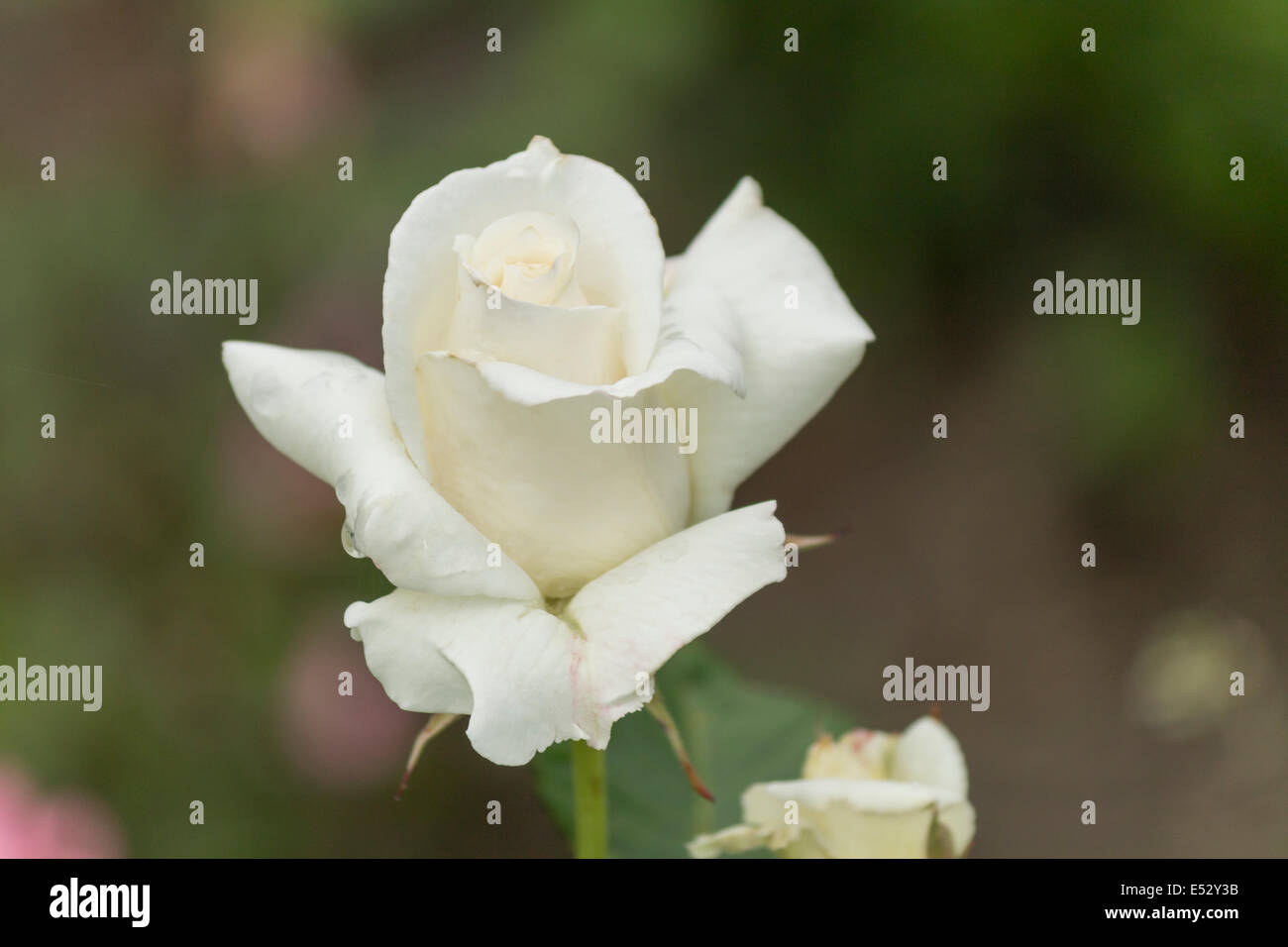 Macro di una rosa bianca in una giornata di sole Foto Stock