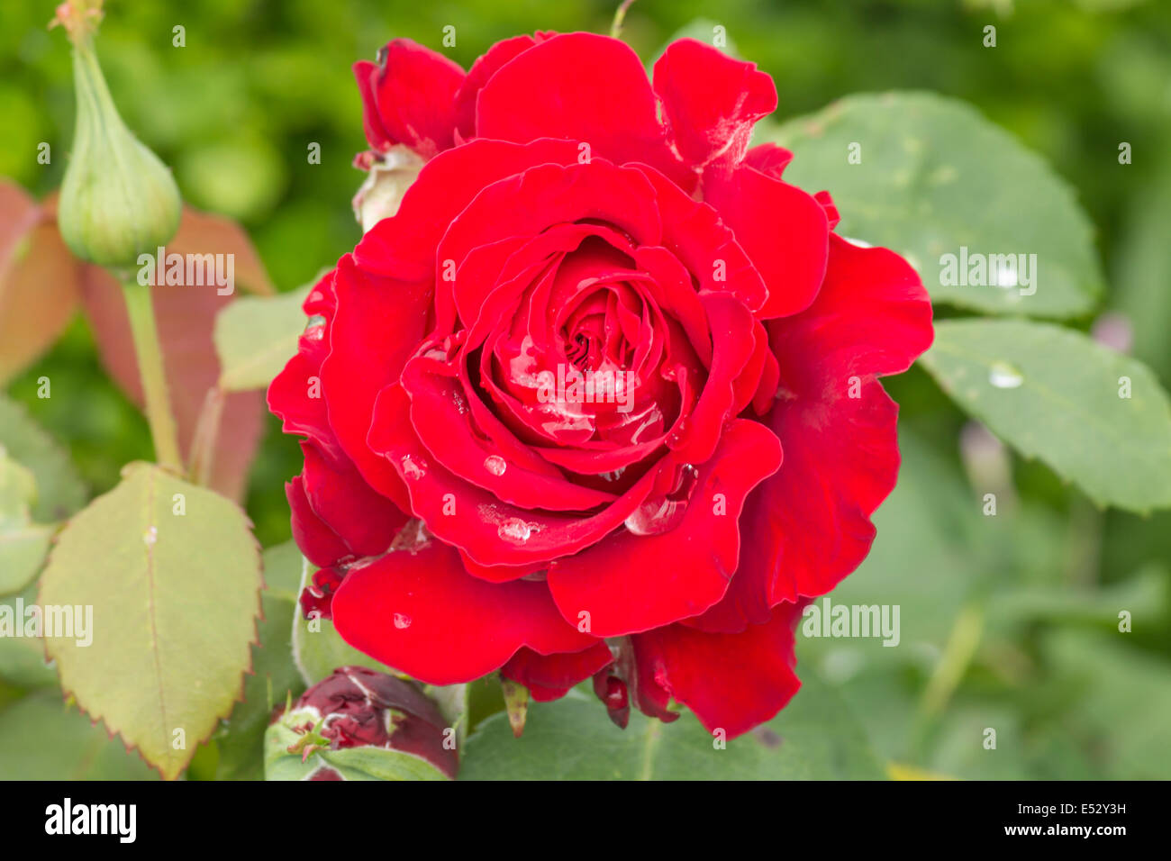 Primo piano di una rosa rossa con le goccioline di acqua in una giornata di sole Foto Stock