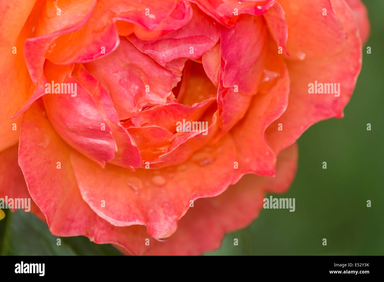 Una rosa con goccioline di acqua in una giornata di sole Foto Stock