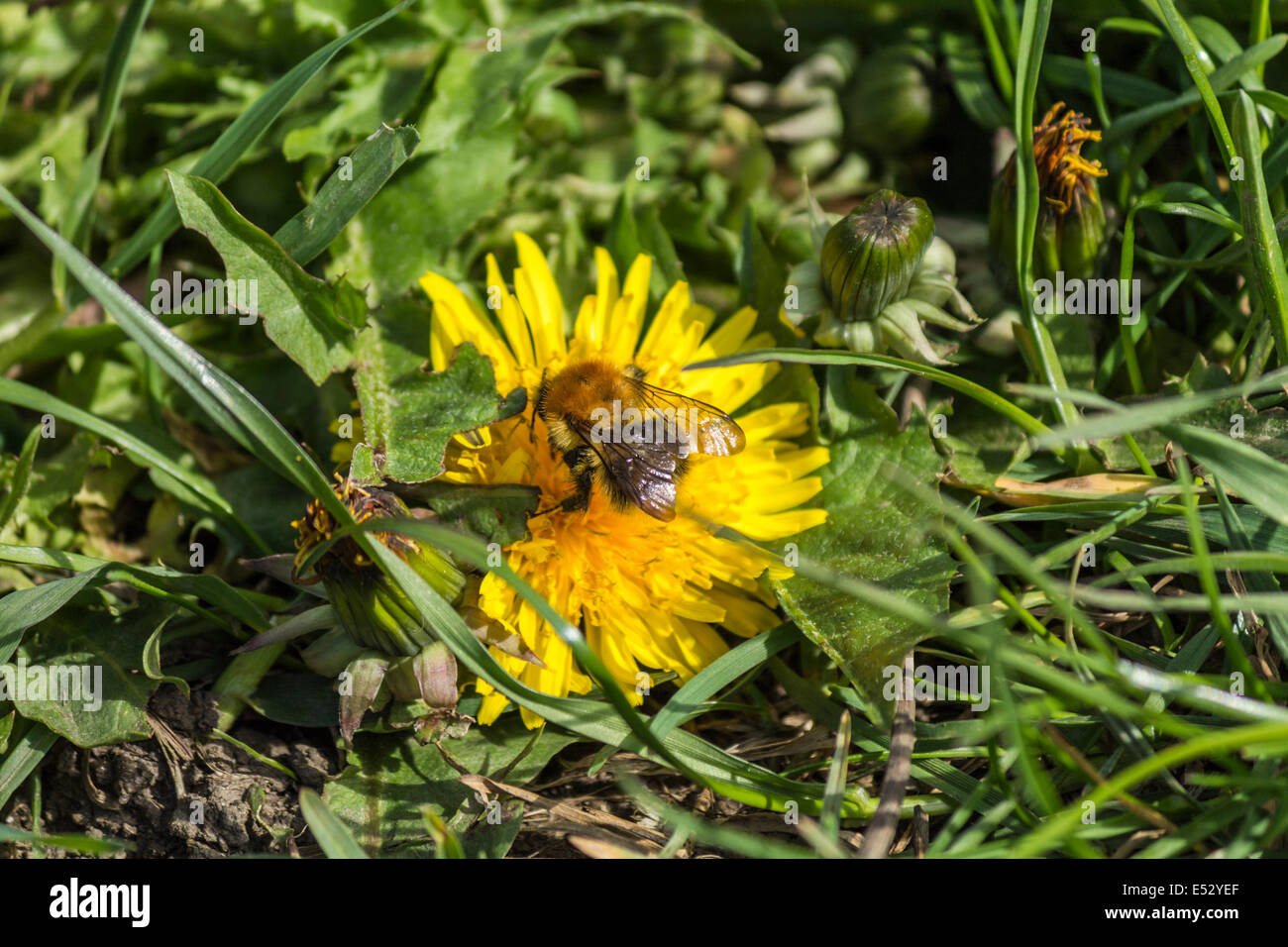 Fiore giallo con un'ape in centro in una giornata di sole Foto Stock
