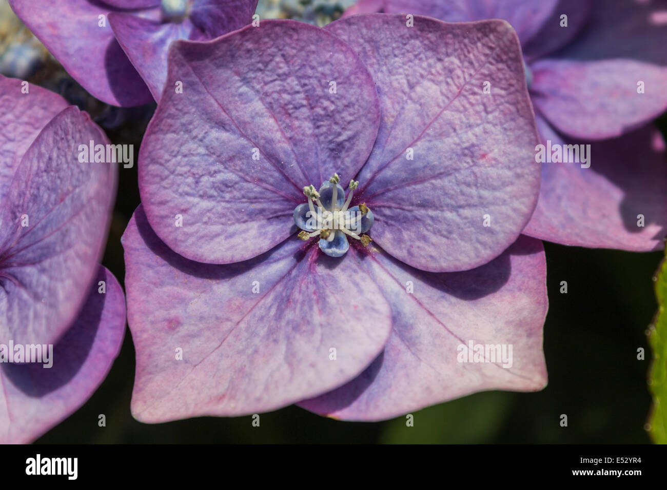 Macro di un fiore viola in una giornata di sole Foto Stock