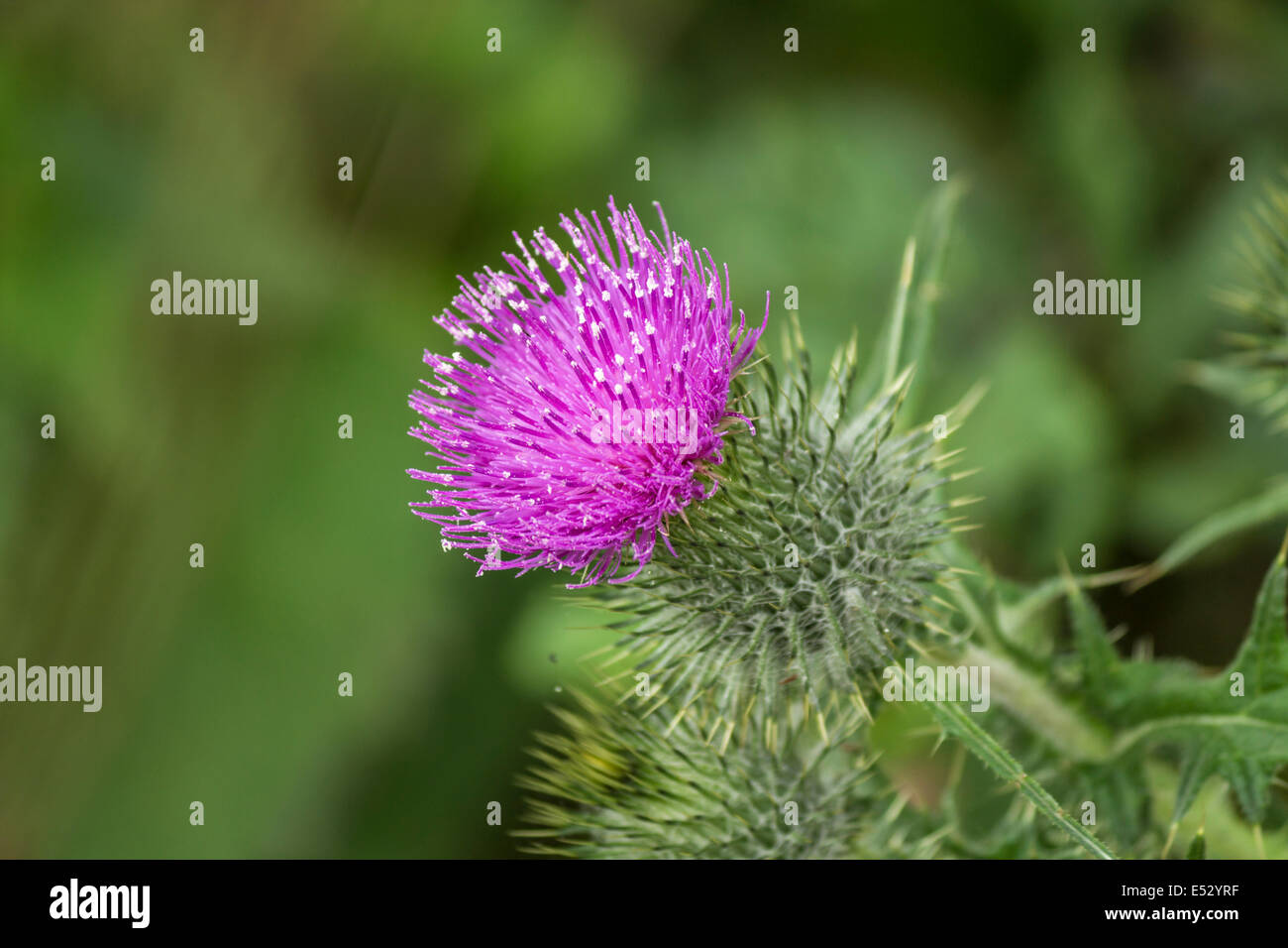 Macro di un thistle in fiore in una giornata di sole Foto Stock