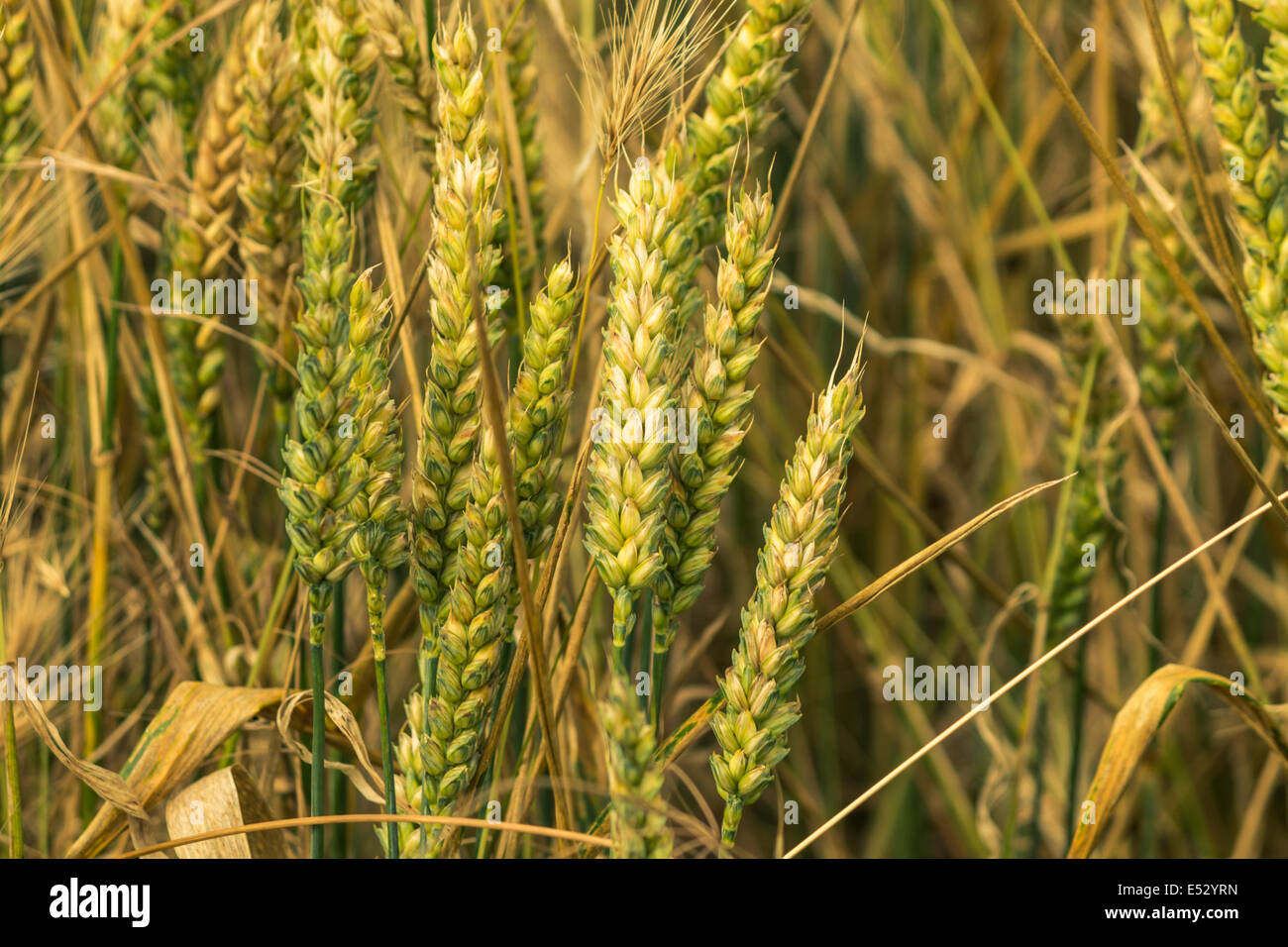 Il grano in un campo in una giornata di sole Foto Stock