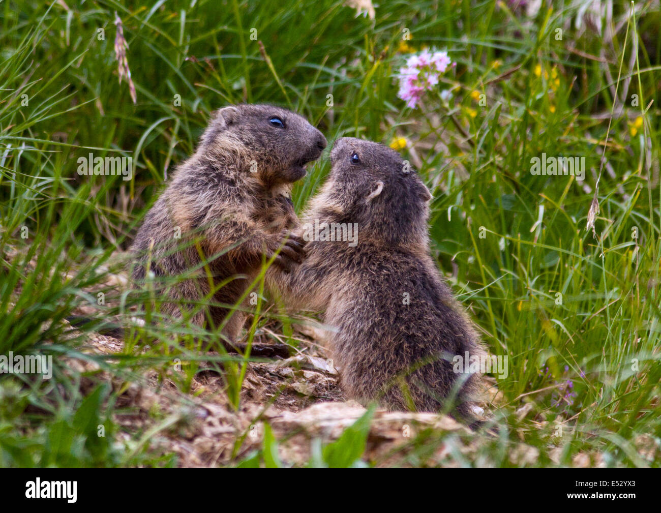 I capretti Marmotte (Marmota marmota) svolgono combattimenti, Passo Pordoi, Dolomiti, Italia Foto Stock