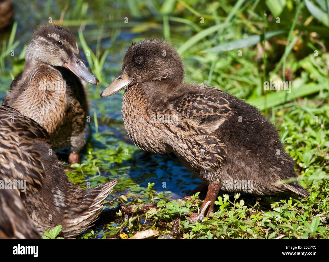 I capretti Mallard Duck (Anas platyrhynchos), il lago d'Idro, Italia settentrionale Foto Stock