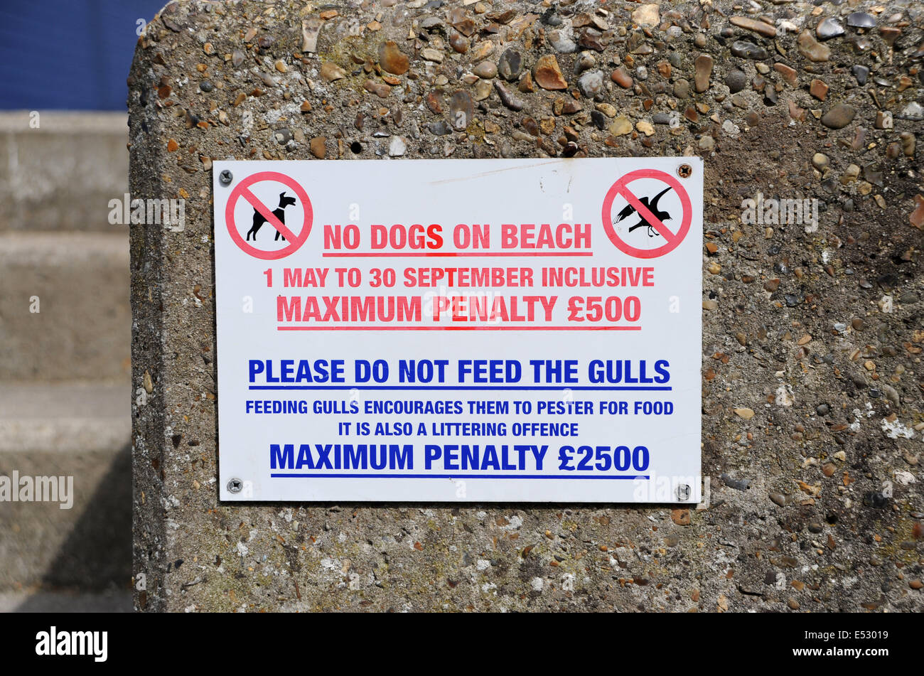 Viste intorno il Suffolk t cittadina balneare di Aldeburgh No cani sulla spiaggia e non alimentare i gabbiani segno Foto Stock