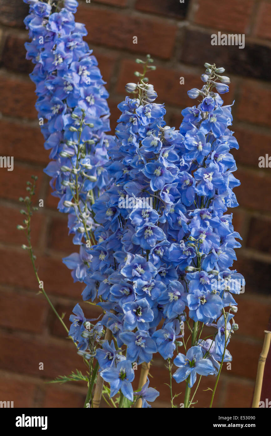 Macro di alcuni blu fiori a stelo in una giornata di sole Foto Stock