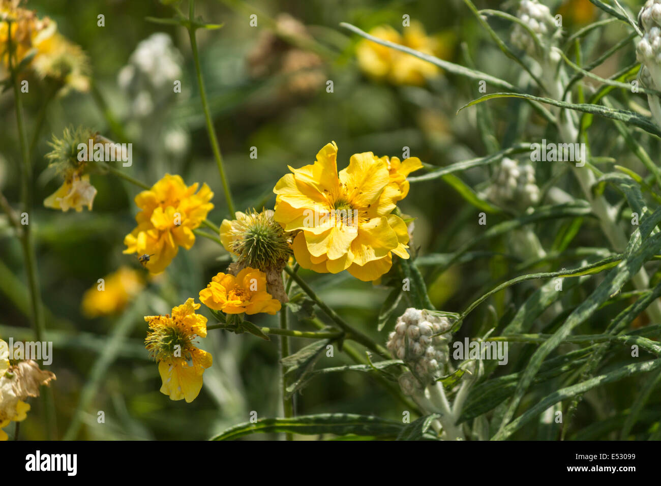 Bei fiori gialli in una giornata di sole Foto Stock