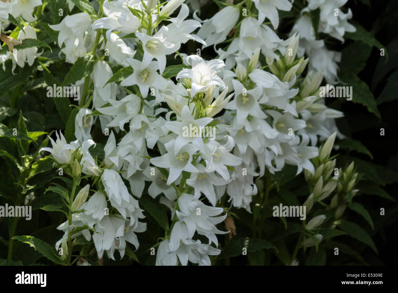 Chiudere il gruppo di bellissimi fiori bianchi in una giornata di sole Foto Stock