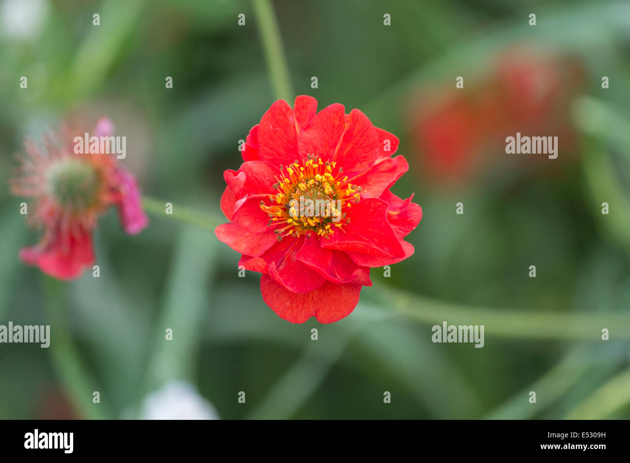 Macro di un bellissimo fiore rosso in una giornata di sole Foto Stock