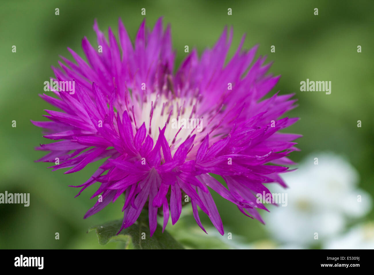 Macro di un bellissimo fiore viola in una giornata di sole Foto Stock
