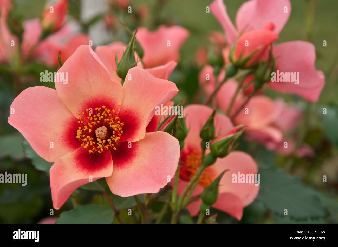 Rosa dell'anno 2015 "Solo per i tuoi occhi" Foto Stock