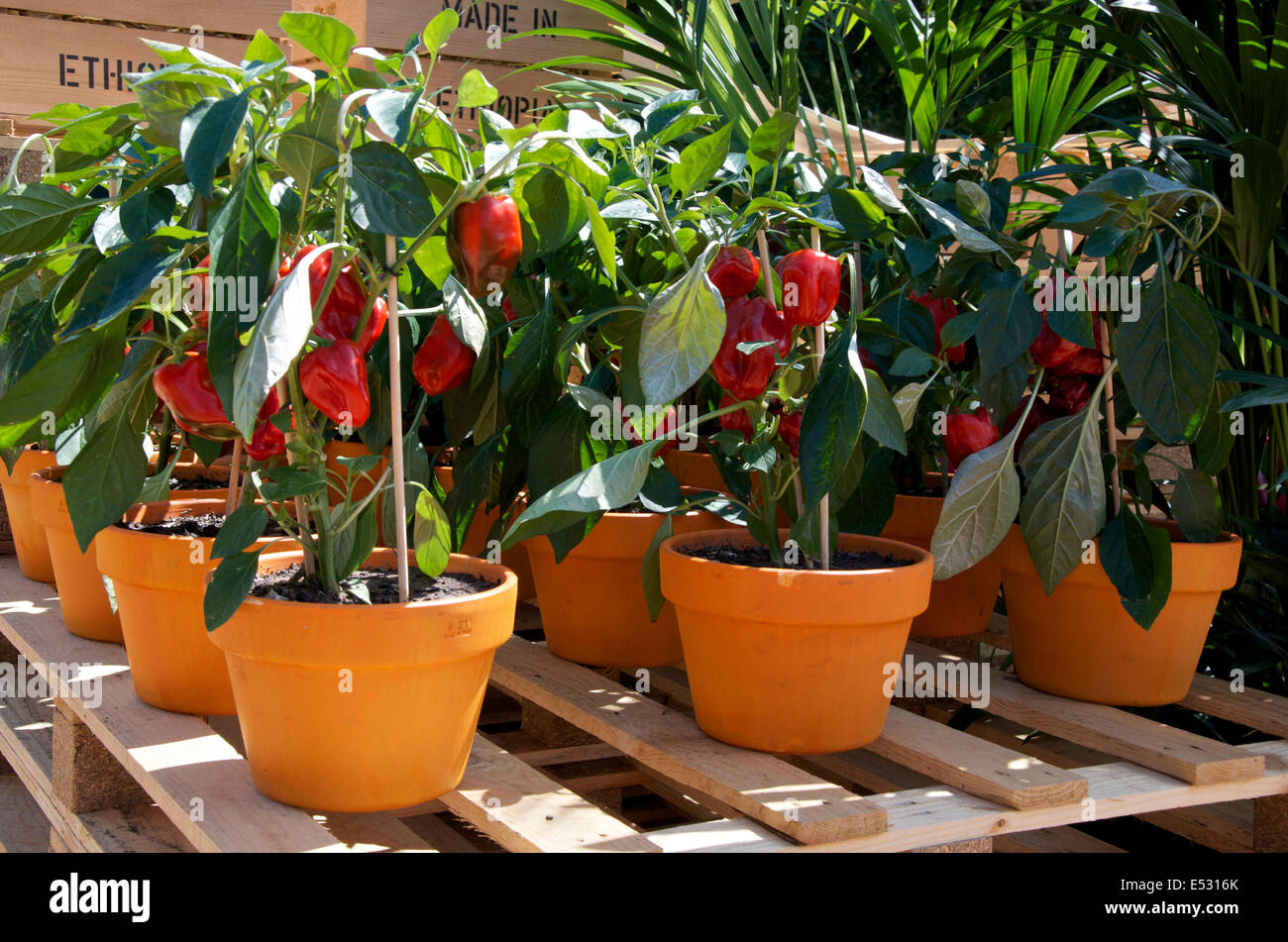 Peperone rosso o capsicum piante sul World Vision giardino alla RHS Hampton Court posto Flower Show 2014 Foto Stock