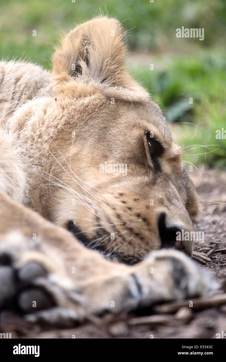 Una femmina di Lion (Panthera leo) è dormire a terra Foto Stock