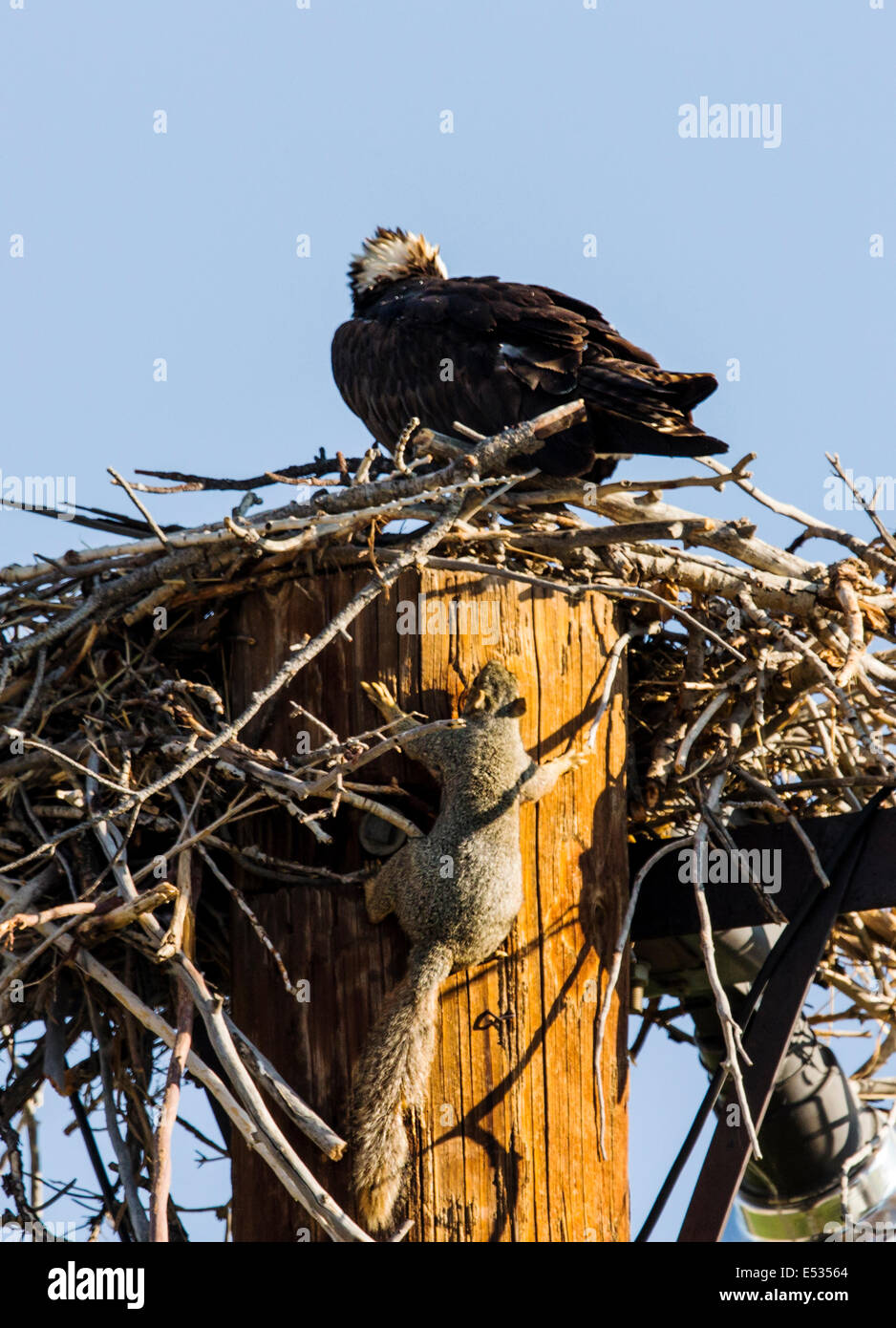 Osprey su nido, Pandion haliaetus, sea hawk, pesce eagle, fiume hawk, pesce hawk, raptor, Chaffee County, Colorado, STATI UNITI D'AMERICA Foto Stock