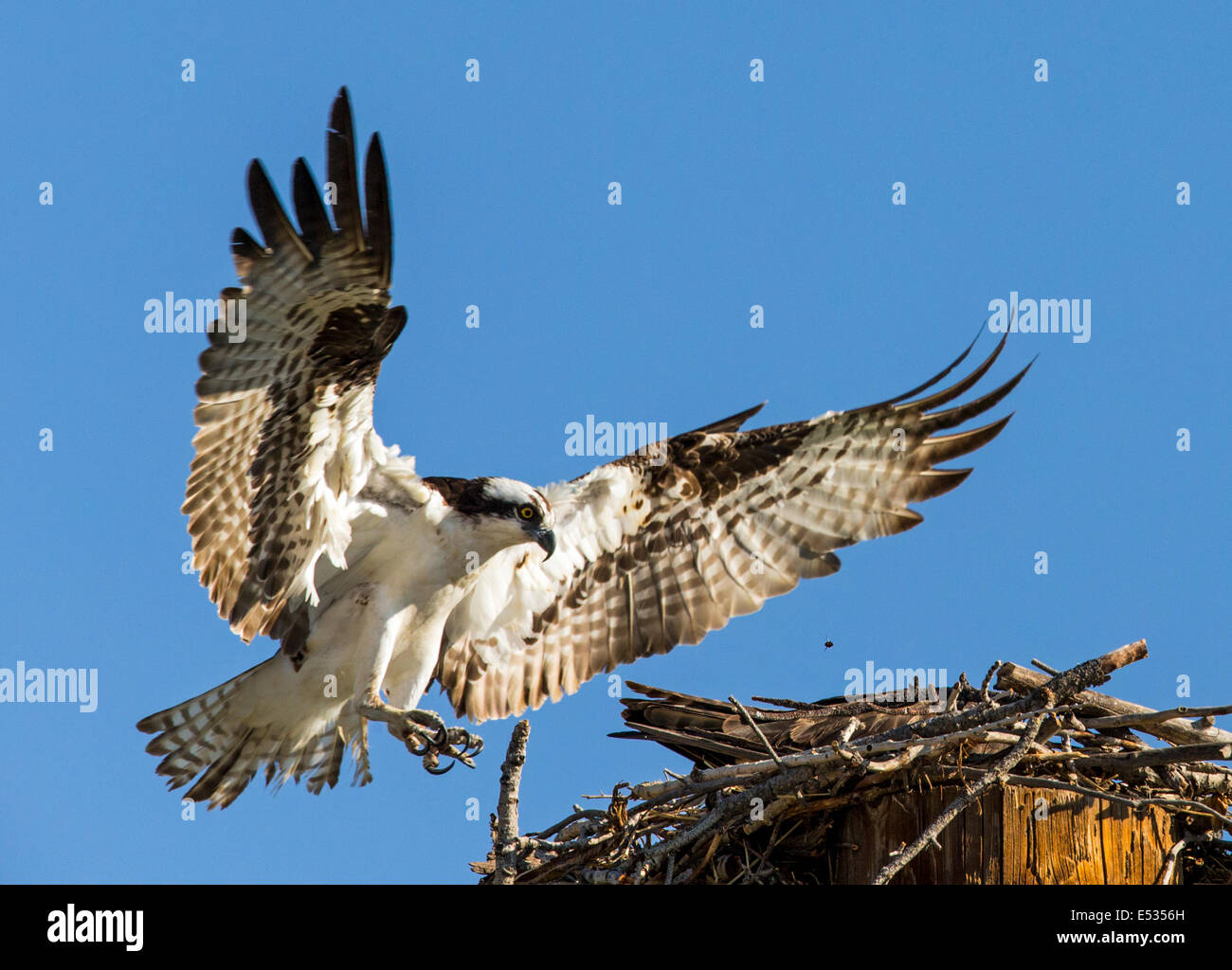 Osprey battenti a nido, Pandion haliaetus, sea hawk, pesce eagle, fiume hawk, pesce hawk, raptor, Chaffee County, Colorado, STATI UNITI D'AMERICA Foto Stock