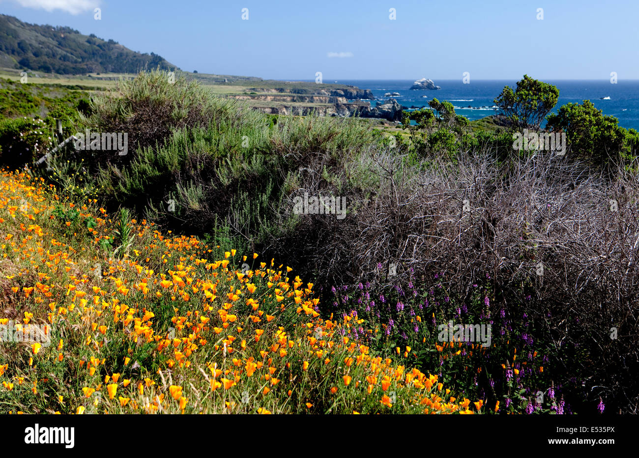 Big Sur con California Papaveri (Eschscholzia californica), CALIFORNIA, STATI UNITI D'AMERICA Foto Stock