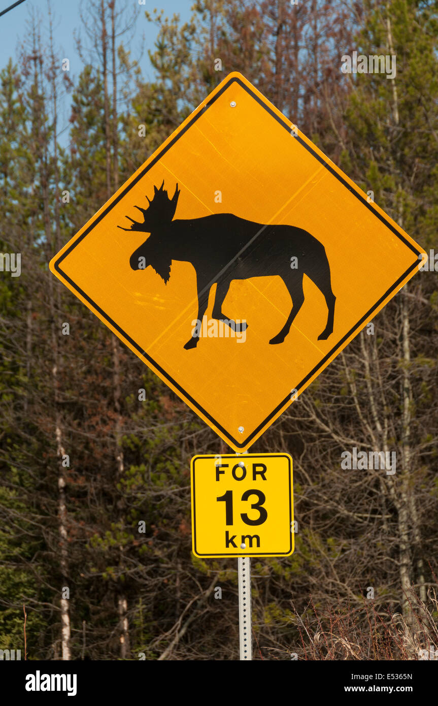 Elk203-3191v Canada, British Columbia, pioppi neri americani, alci cartello stradale Foto Stock