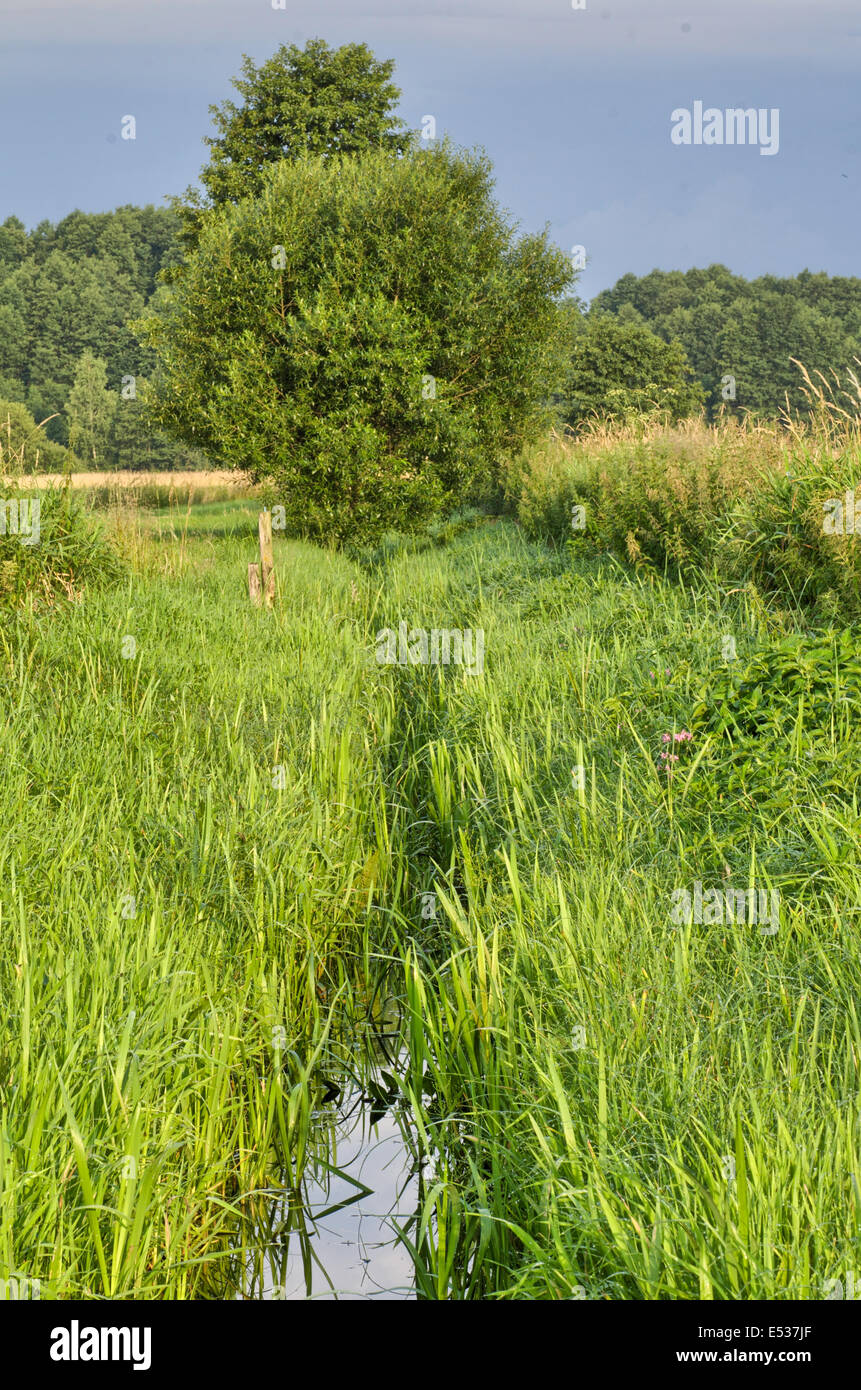 Prato estivo in Polonia Foto Stock