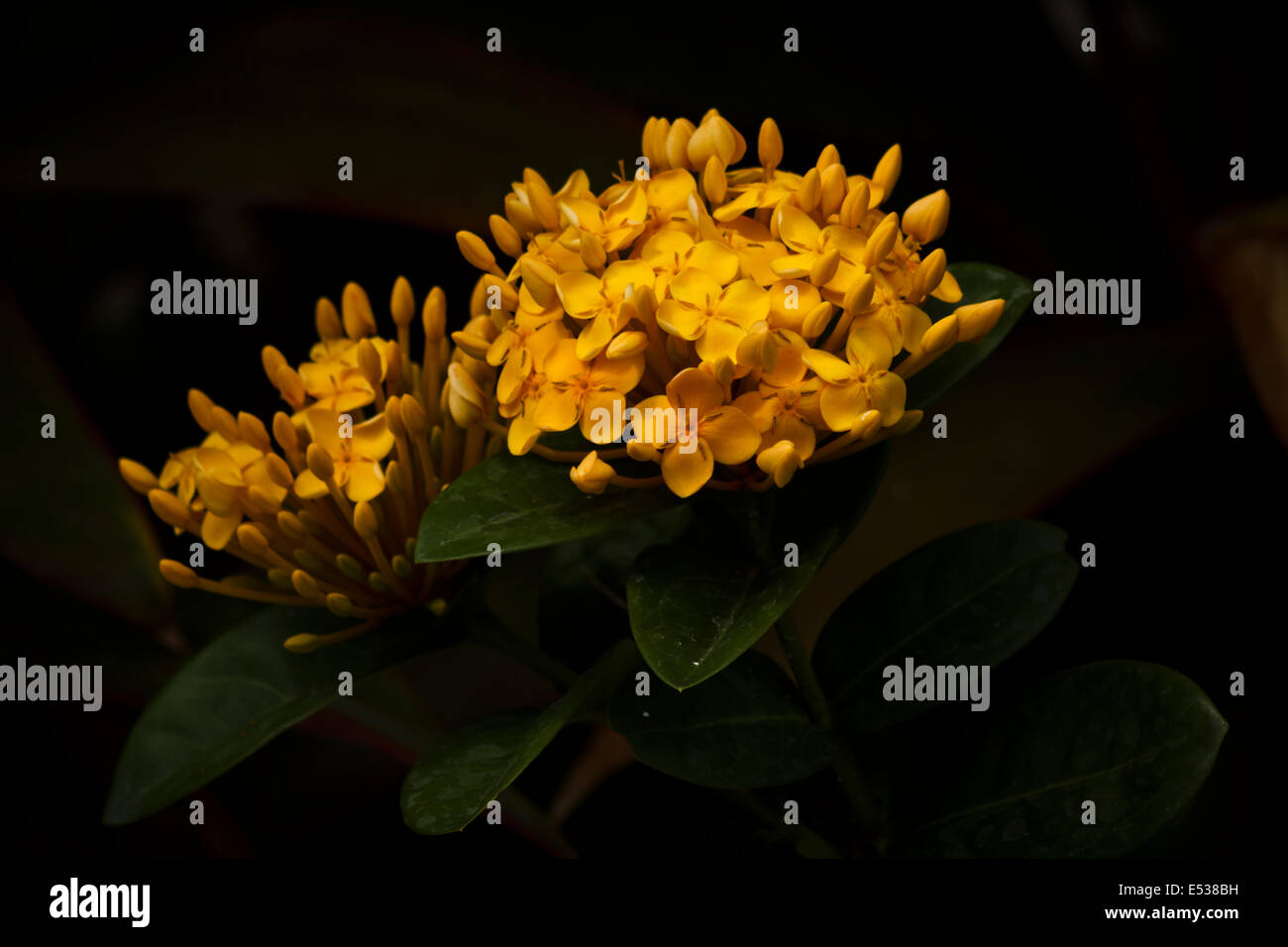 Giallo ixora coccinea Foto Stock