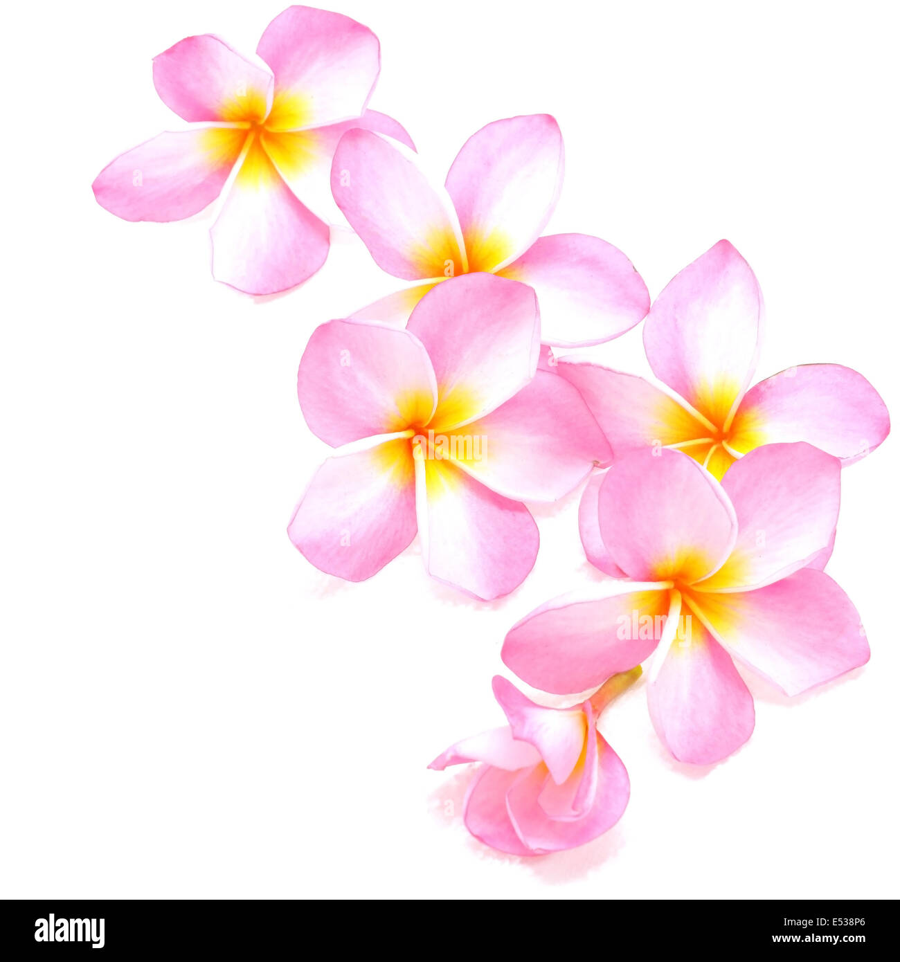 Fiori di rosa fiori di Plumeria, isolato su sfondo bianco Foto Stock