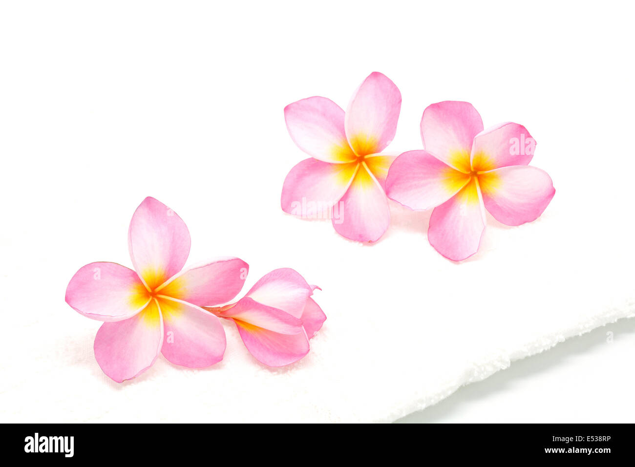 Rosa Plumeria fiore con un asciugamano bianco in condizione di spa Foto Stock