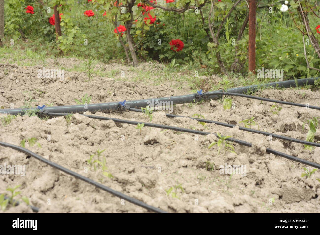 Irrigazione e fertirrigazione dell orto. Foto Stock