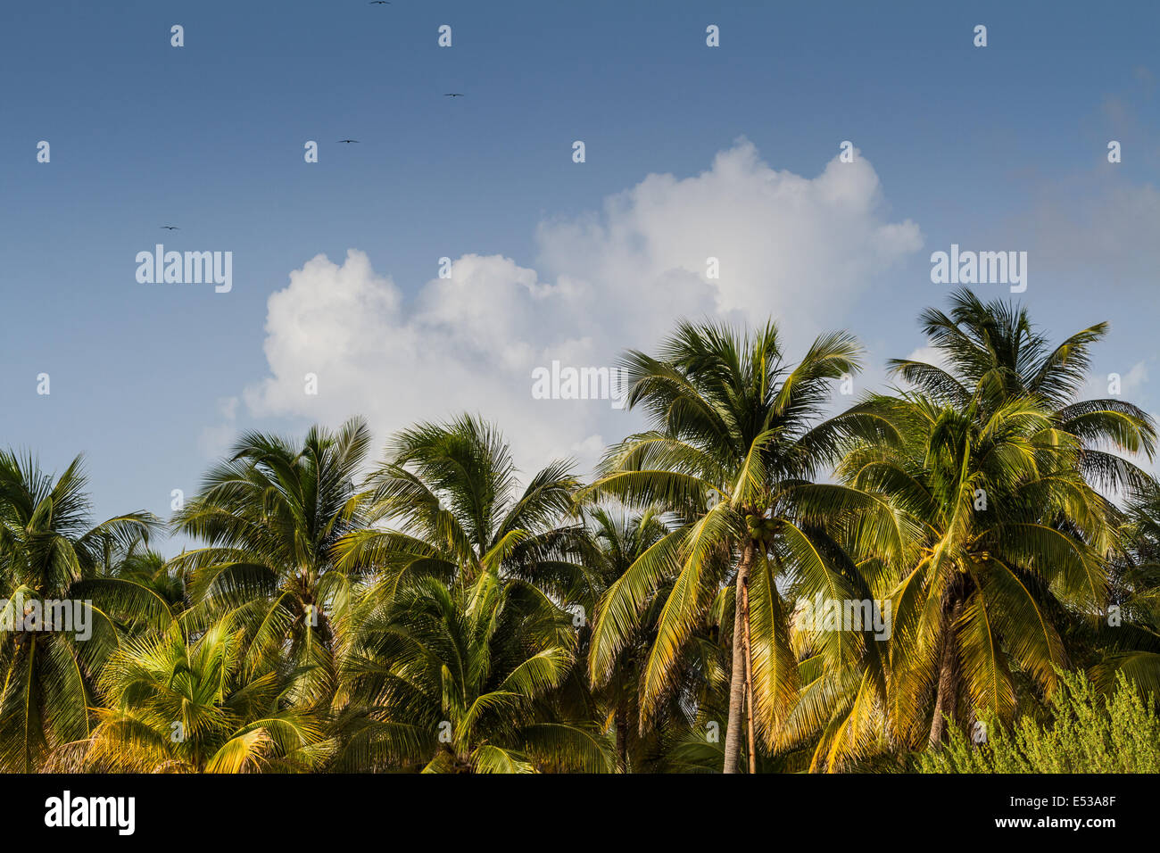 Le palme sulla spiaggia su un cielo blu Foto Stock