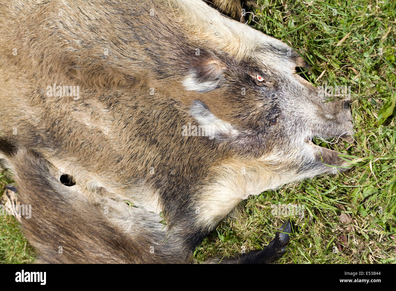 La pelliccia e cuoio pelle animale in mostra al festival Foto Stock