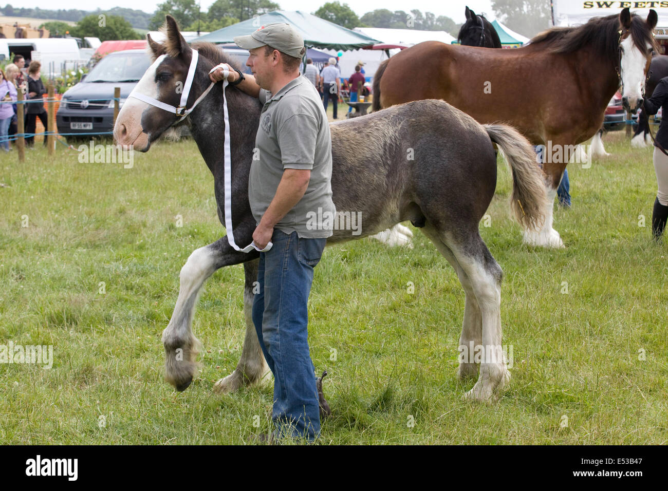 Puledro Shire Cavallo In Mano A Un Film In Inghilterra Foto Stock Alamy