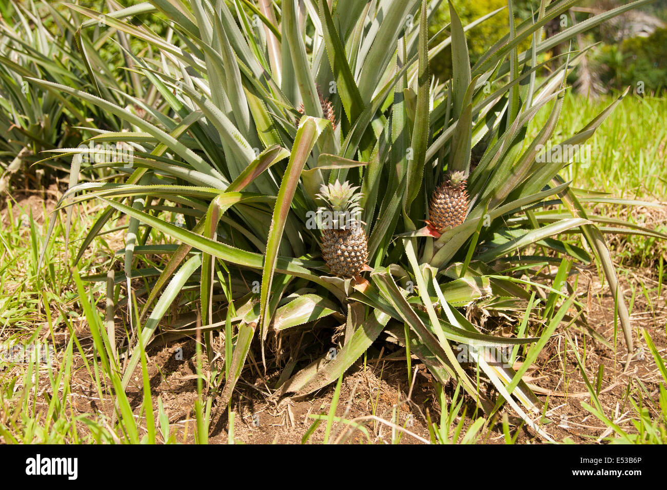 piantagione di ananas delle azzorre