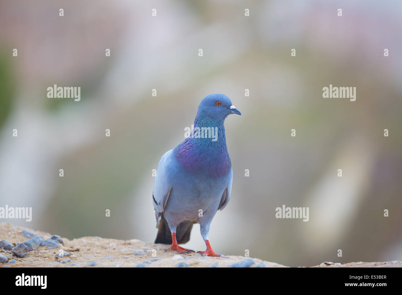 Pigeon sulla roccia. Close-up verticale Foto Stock
