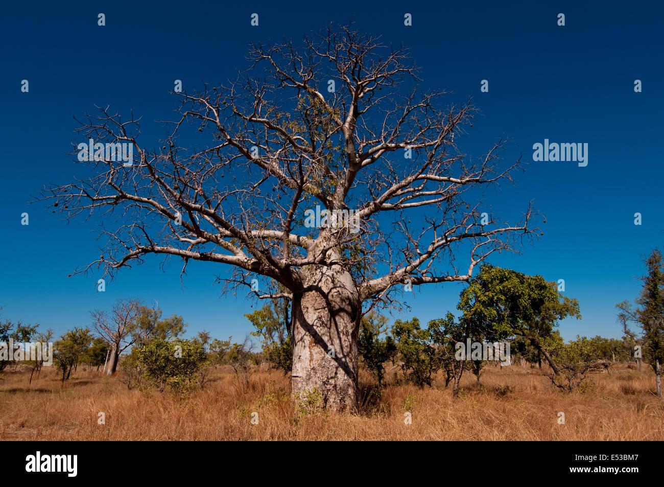 Boab tree (Adansonia gregorii) al di fuori di Kununurra, Australia occidentale Foto Stock