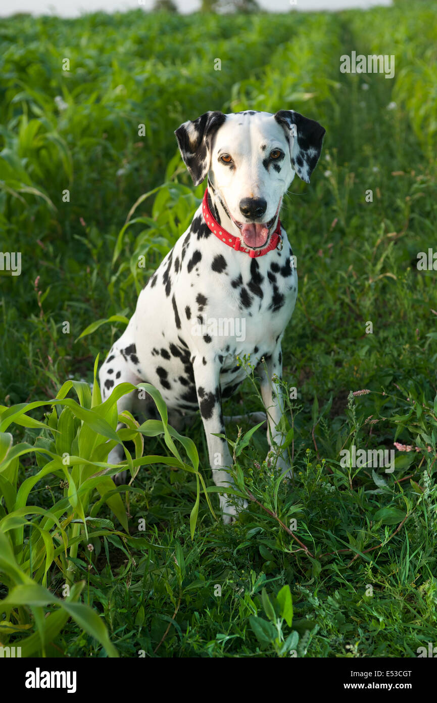 Un cane dalmata seduto in terreni agricoli. Foto Stock