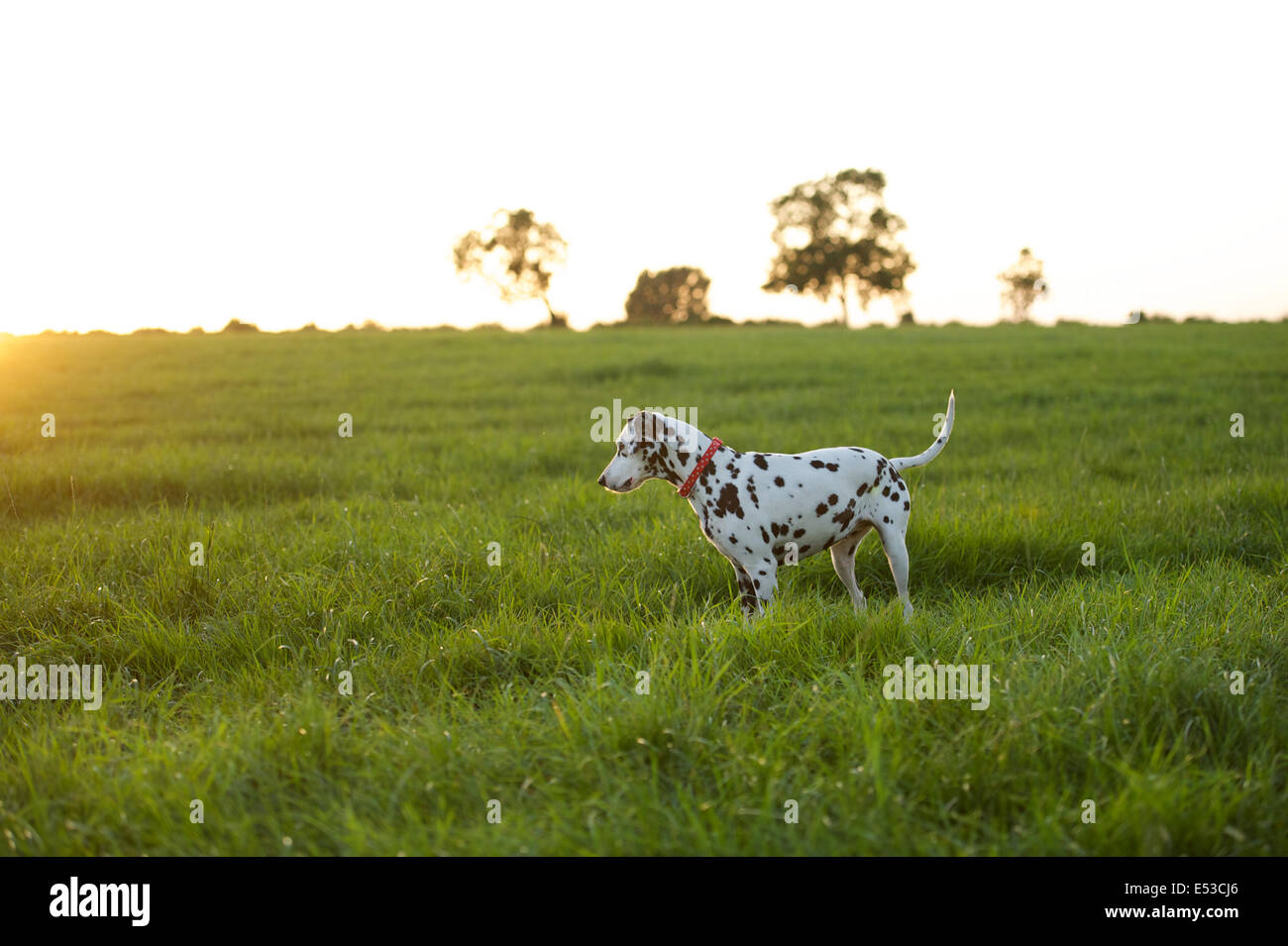 Un cane dalmata avvistato qualcosa nell'erba. Foto Stock