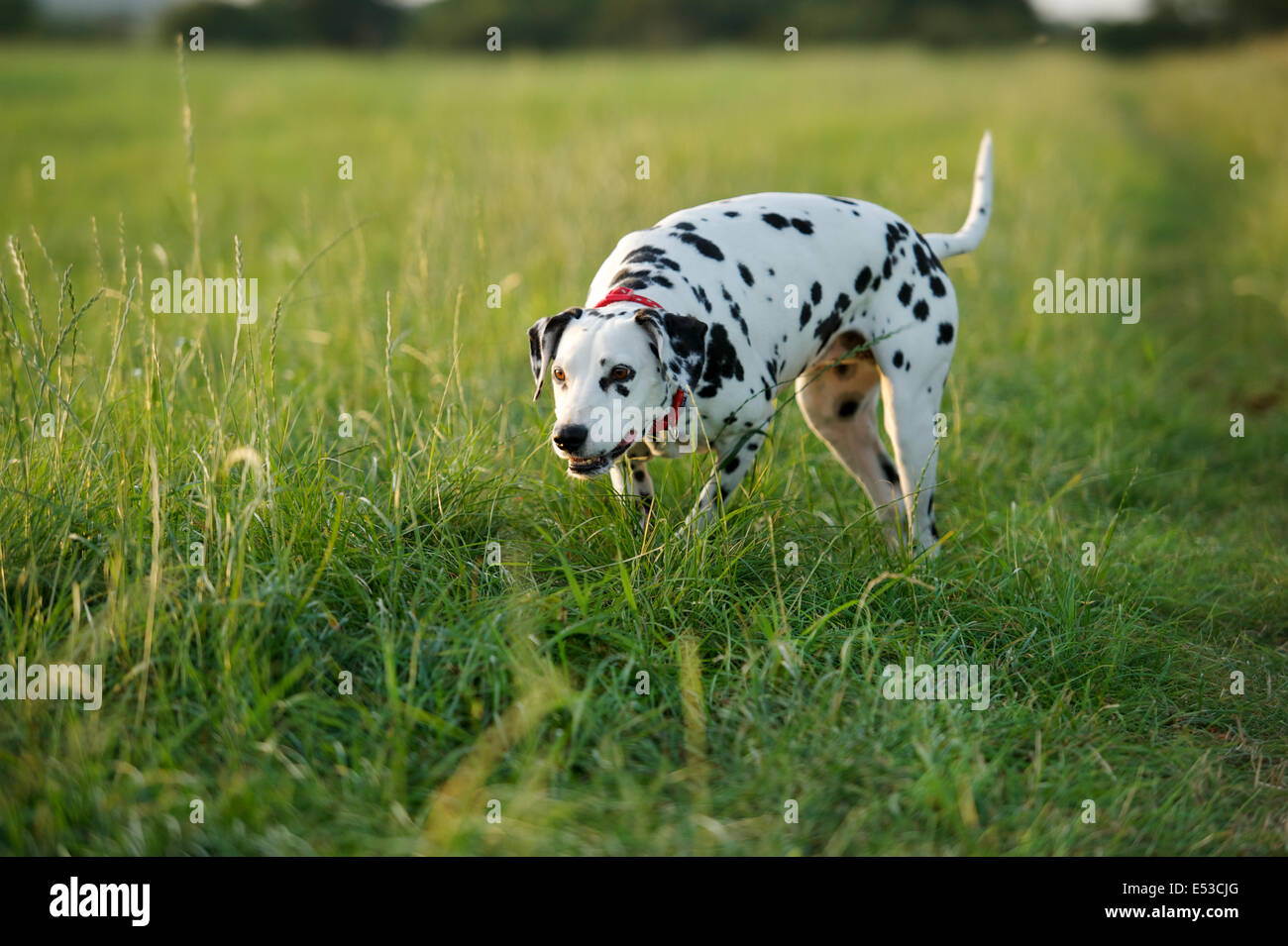 Un cane dalmata cercando giocoso Foto Stock
