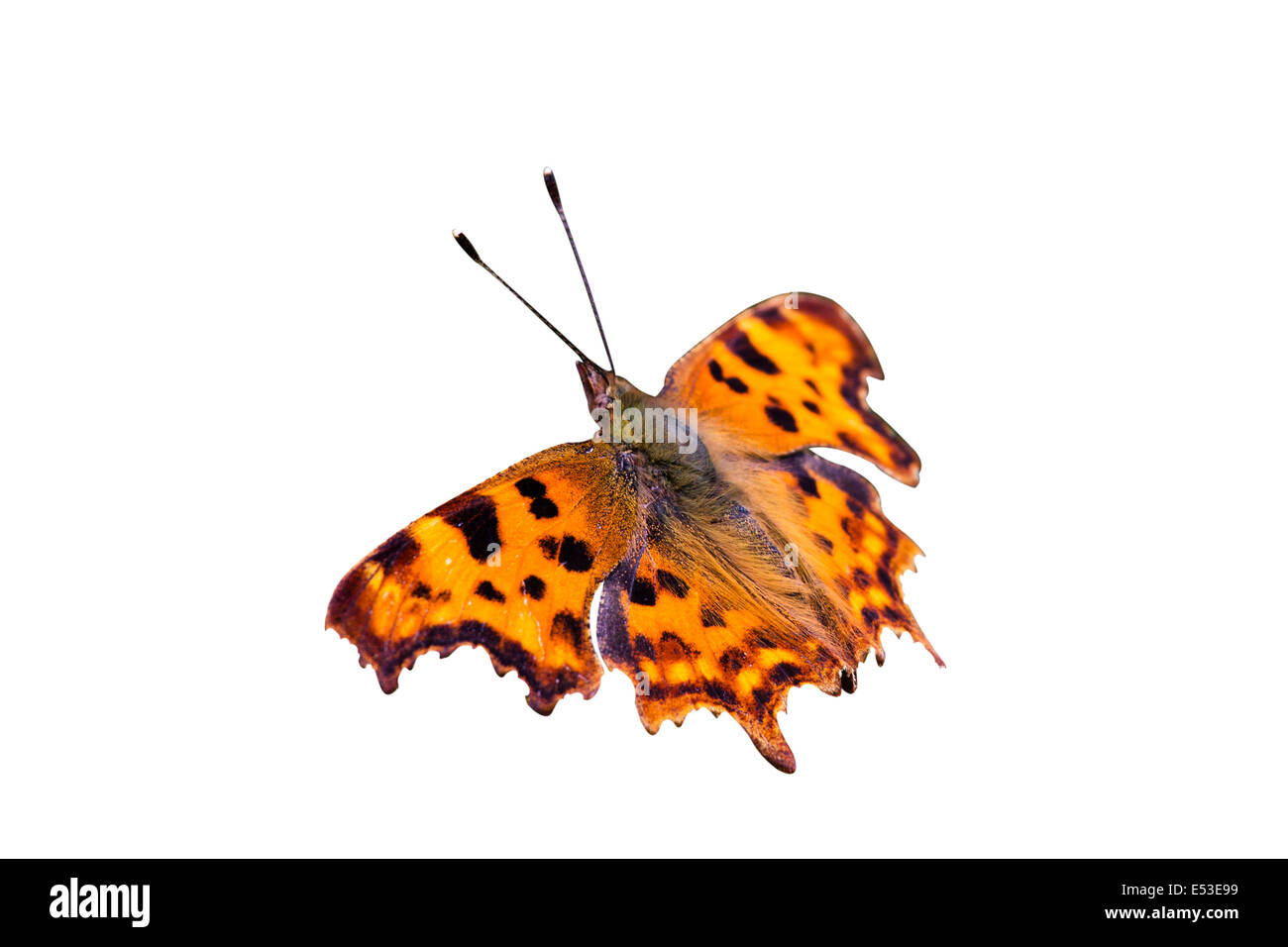 Singola, a farfalla arancione virgola, Polygonia c-album, intaglio isolato su sfondo bianco con percorso di clipping ali stese in sun Foto Stock