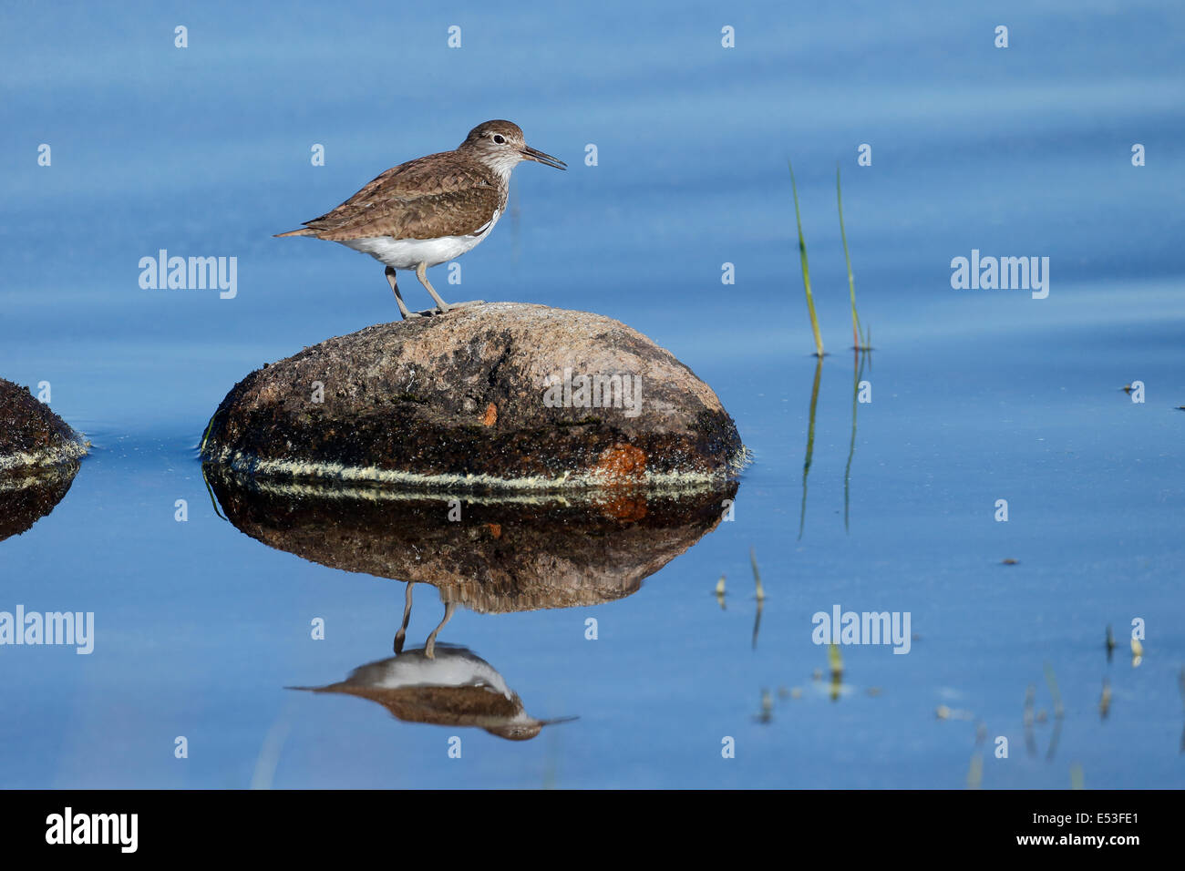 Piro-piro piccolo, Tringa hypoleucos, singolo uccello sulla roccia, Highland, Scozia, Maggio 2014 Foto Stock