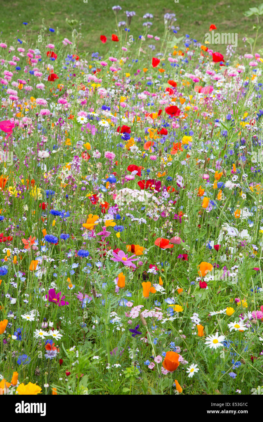 Campo papaveri e Cornflowers crescendo in un prato di fiori selvaggi, England, Regno Unito Foto Stock