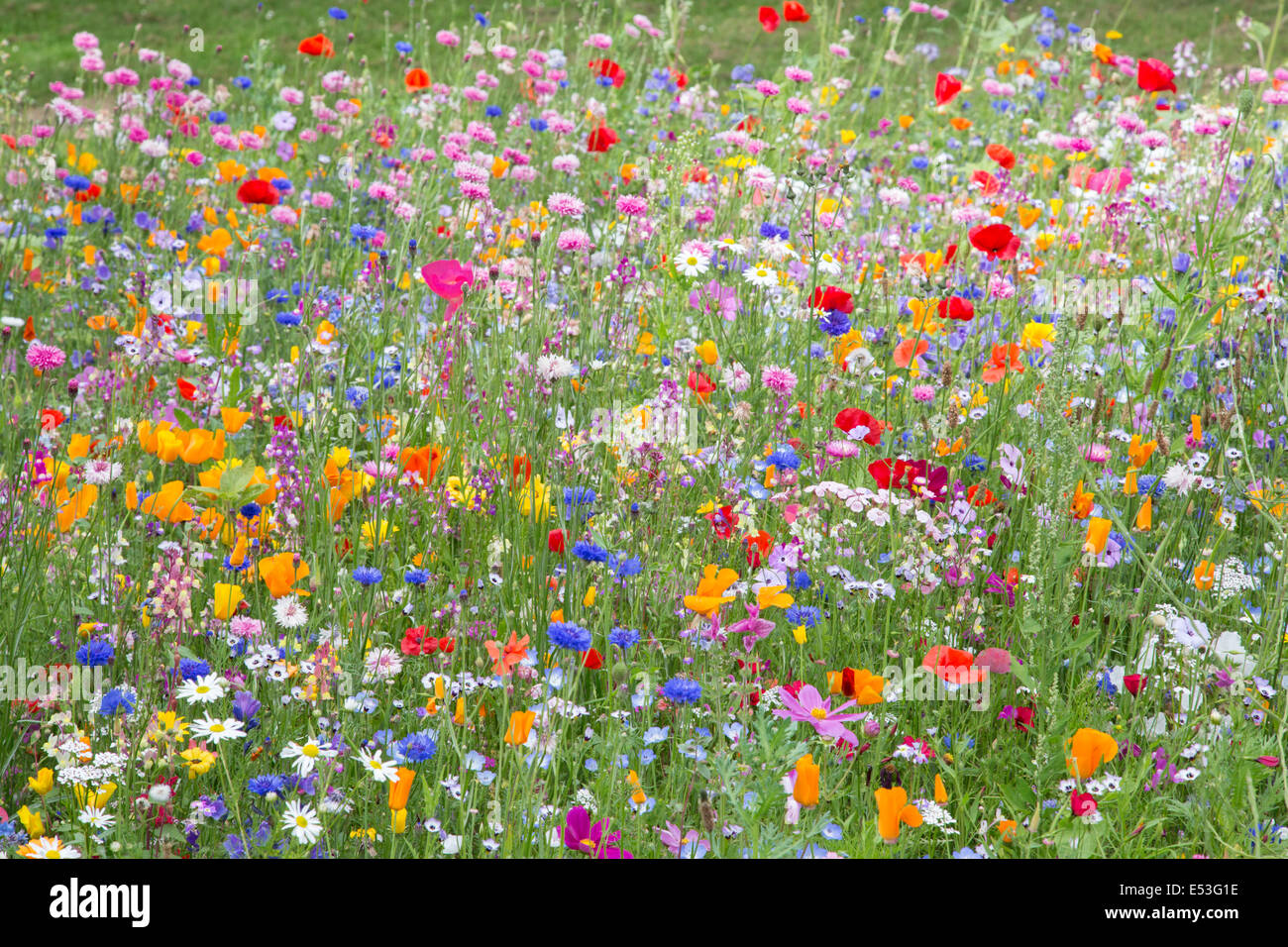 Campo papaveri e Cornflowers crescendo in un prato di fiori selvaggi, England, Regno Unito Foto Stock