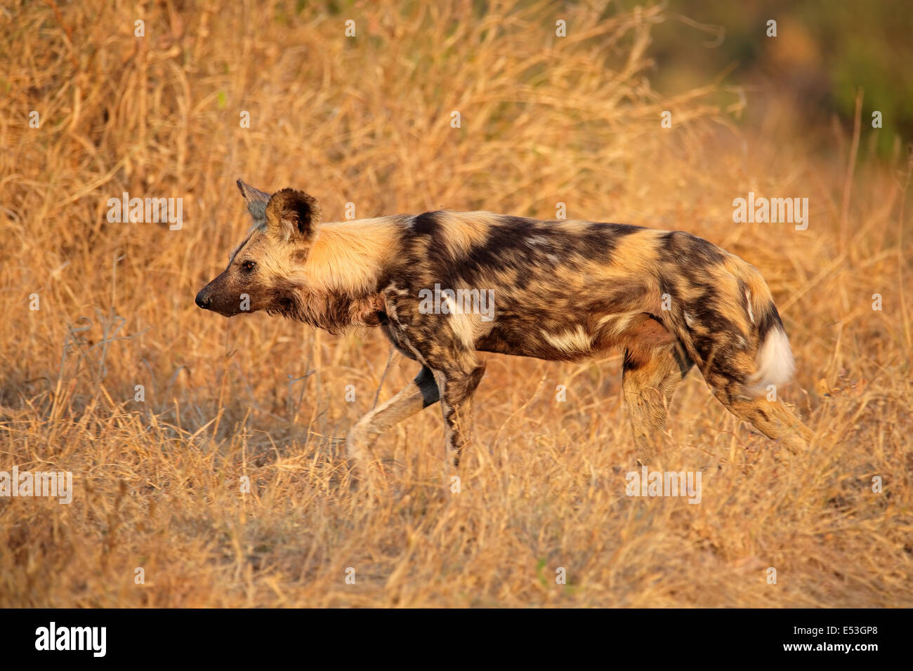 African wild dog o verniciato cane da caccia (Lycaon pictus), Sabie-Sand riserva naturale, Sud Africa Foto Stock