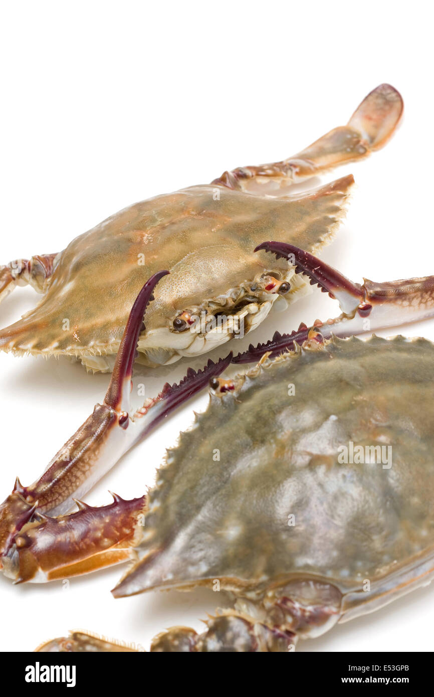 Frutti di mare: Granchi da nuoto isolati su sfondo bianco Foto Stock