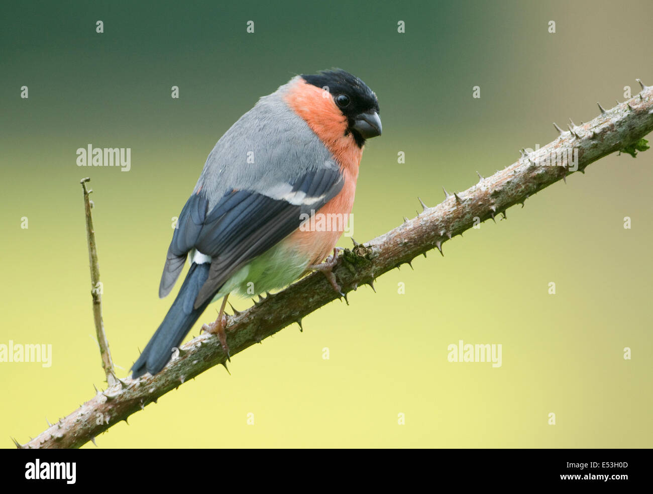 Unione Bullfinch ( pyrrhula pyrrhula) arroccato su rovo ramoscello Foto Stock