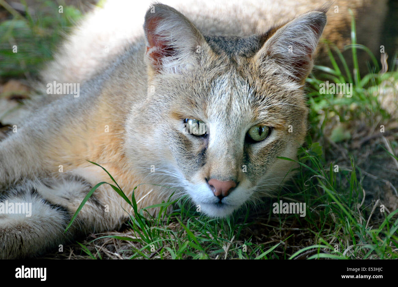 Jungle Cat ( Felis chaus ) nativo dell'Asia. Captive (Wildlife Heritage Foundation, Smarden, Kent) Foto Stock