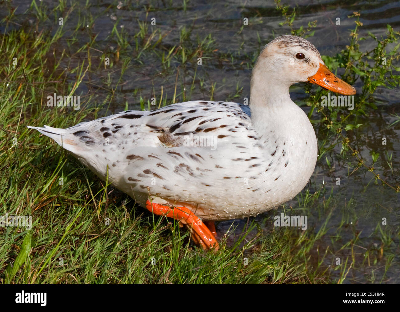 Albino Mallard Duck (Anas platyrhynchos), il lago d'Idro, Italia settentrionale Foto Stock