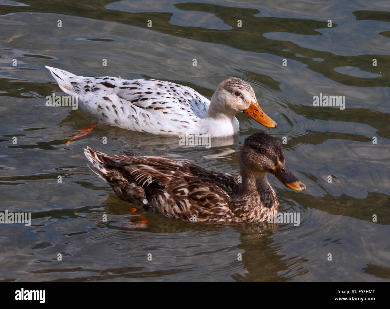 Albino Standard e le anatre domestiche (Anas platyrhynchos), il lago d'Idro, Italia settentrionale Foto Stock