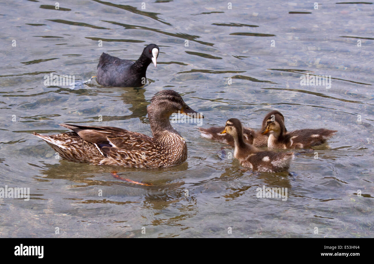 Mallard Duck e papere (Anas platyrhynchos) ed europea la folaga (fulica atra), il lago d'Idro, Italia settentrionale Foto Stock